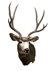 Mule Deer Shoulder Mount with Large Antler