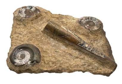 Fossil Plaque featuring Orthoceras and Ammonite Fossils