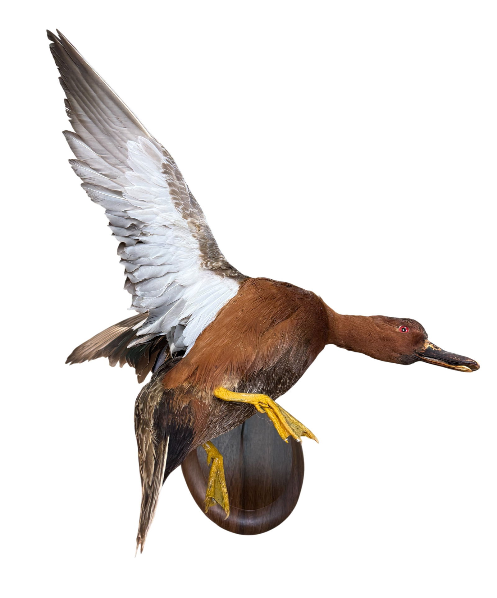 Taxidermy Cinnamon Teal Duck Wall Deco: Taxidermy Cinnamon Teal Duck Wall Deco. Dimension 12" x 12" x 12"