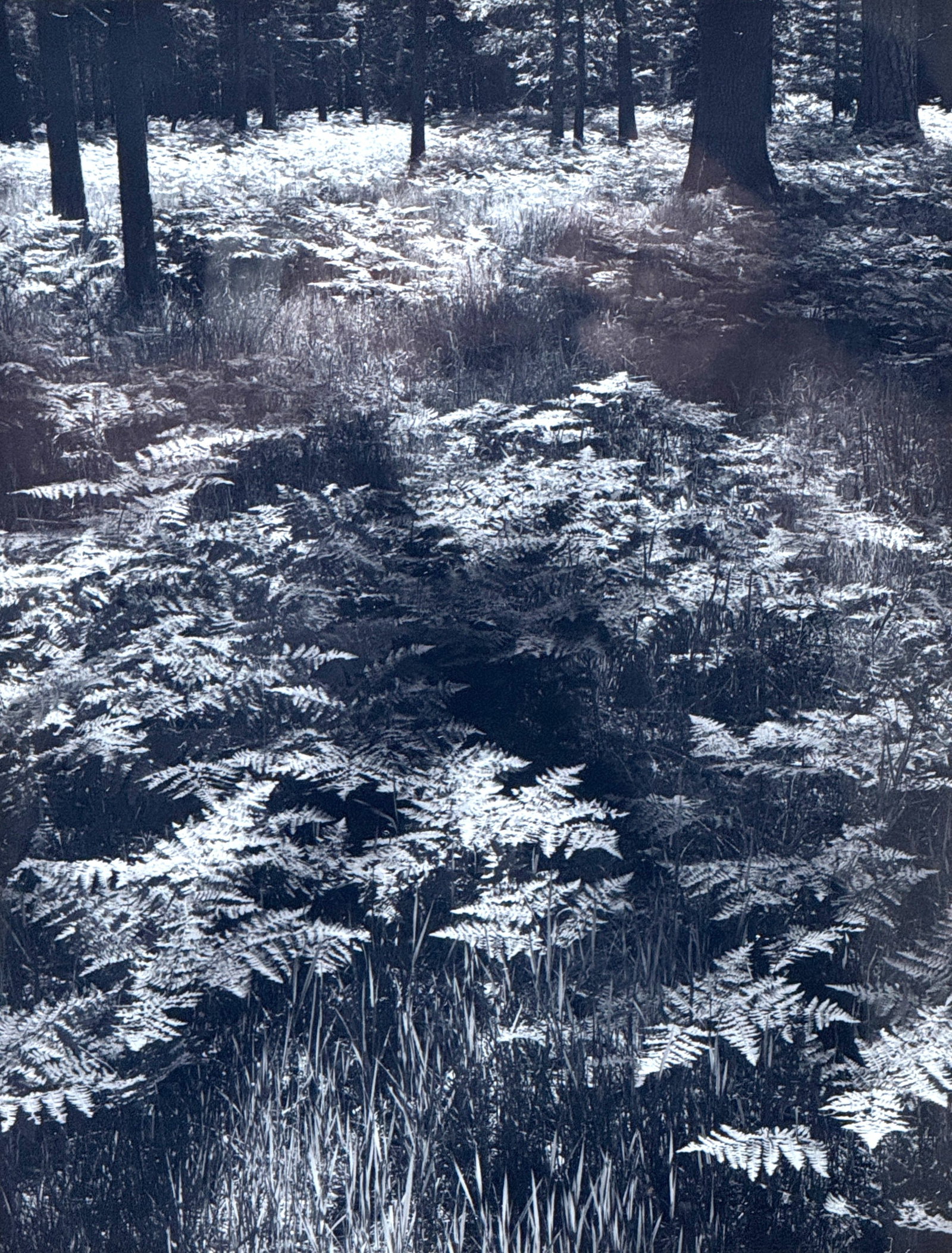 Ansel Adams "Ferns" Signed Special Edition Gelatin Silver Photograph (1 of 5)