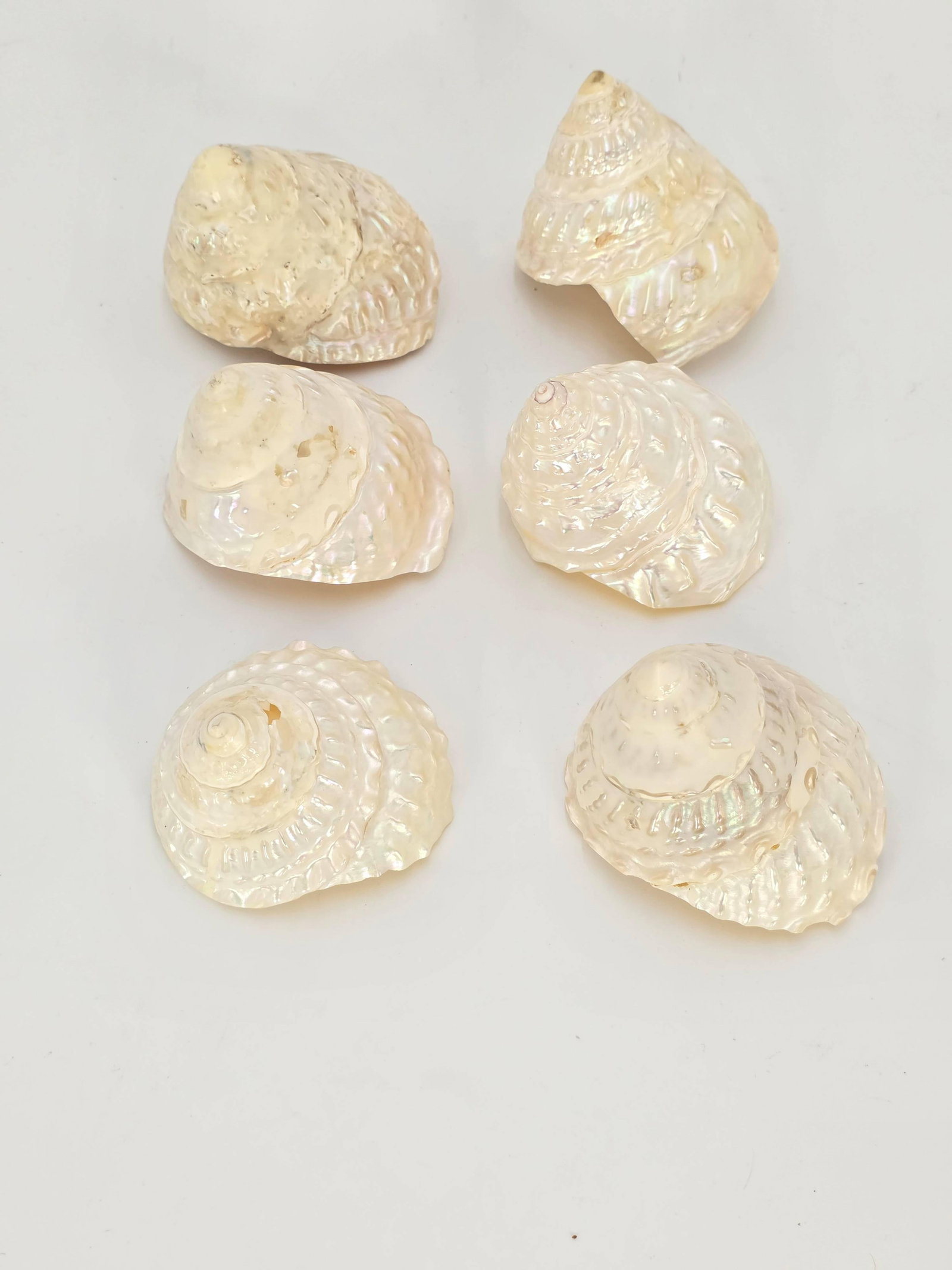 Assorted Seashells, INV. 862 (1 of 5)