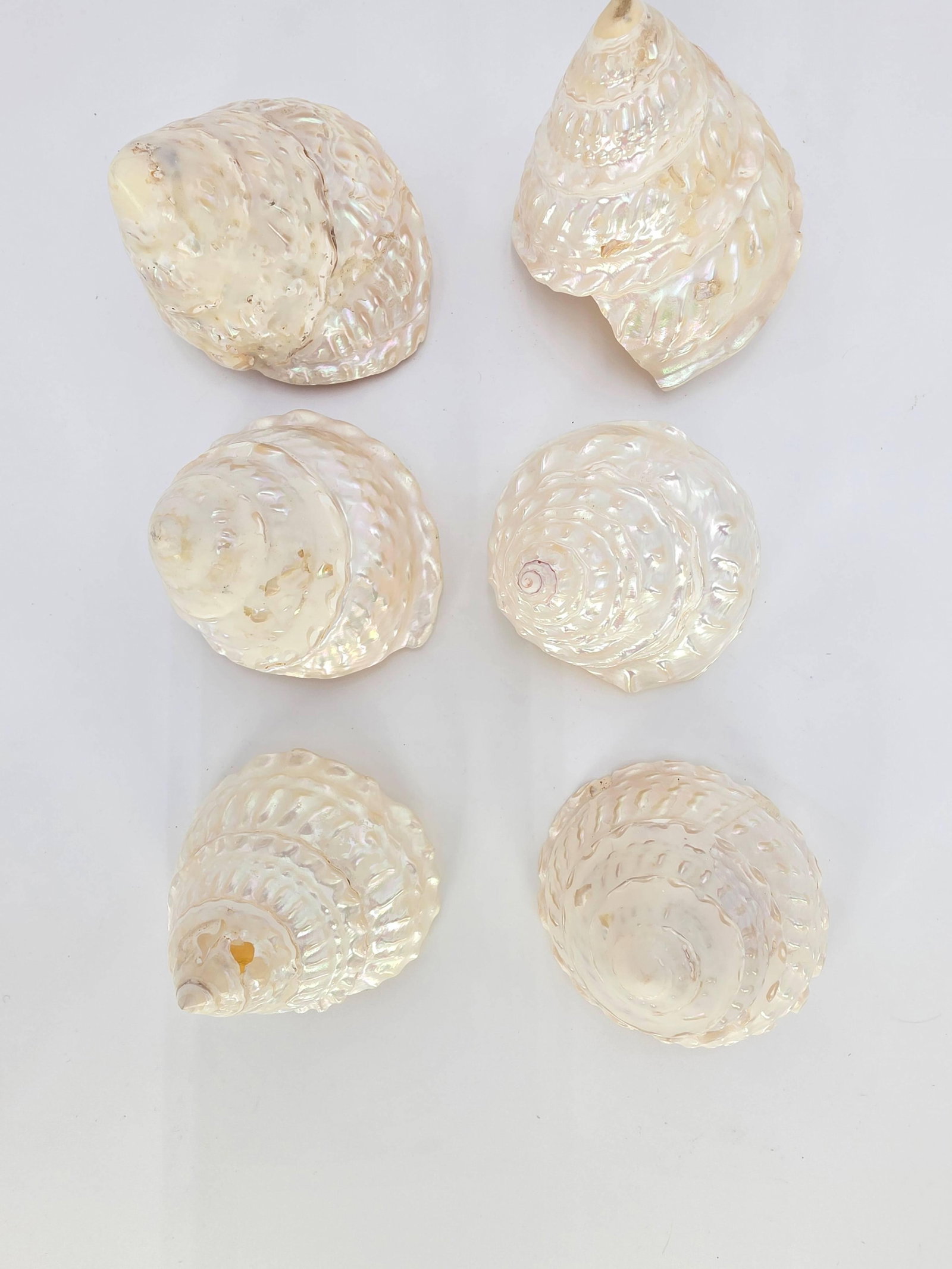 Assorted Seashells, INV. 862 - 2