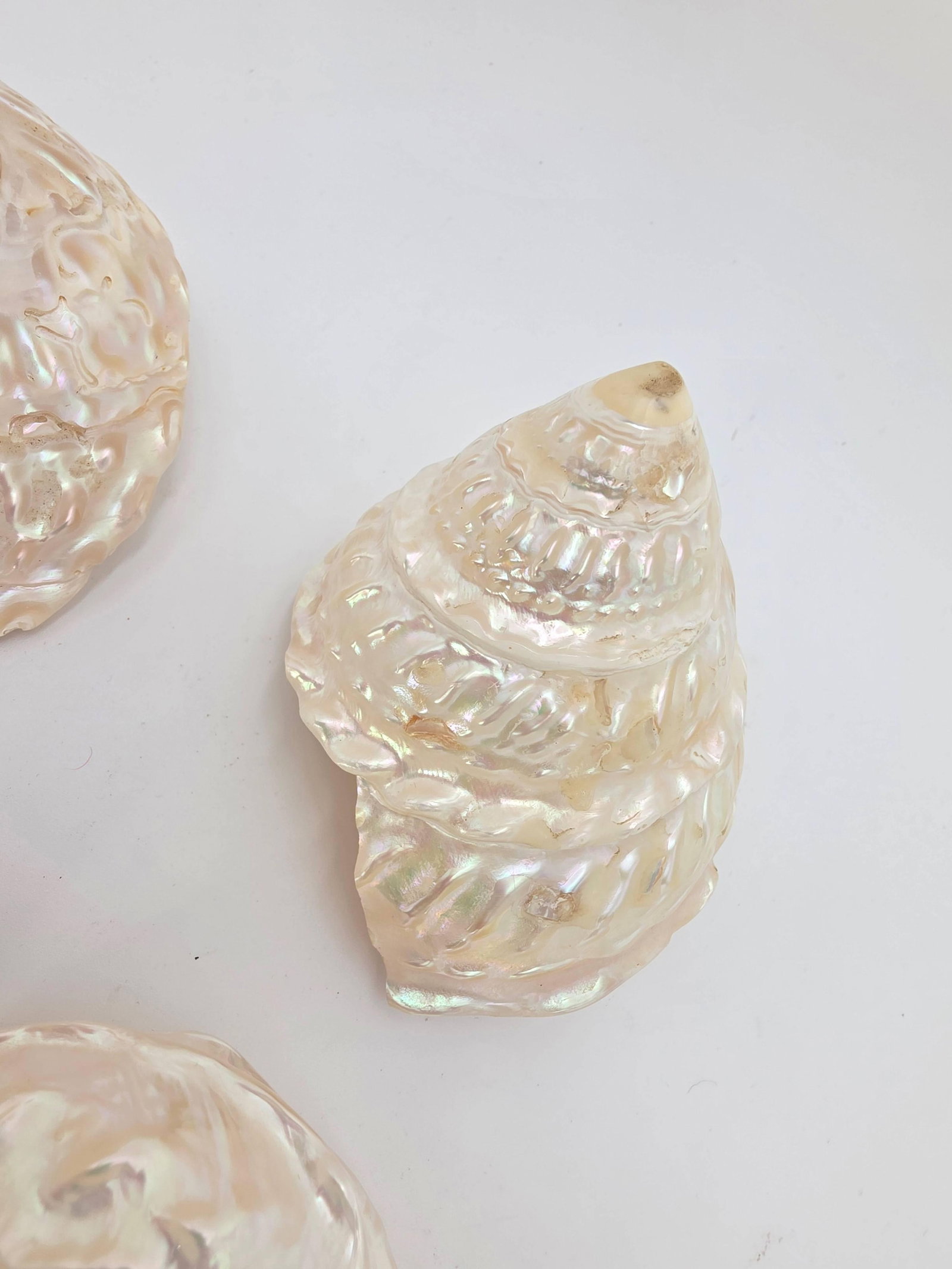 Assorted Seashells, INV. 862 - 4