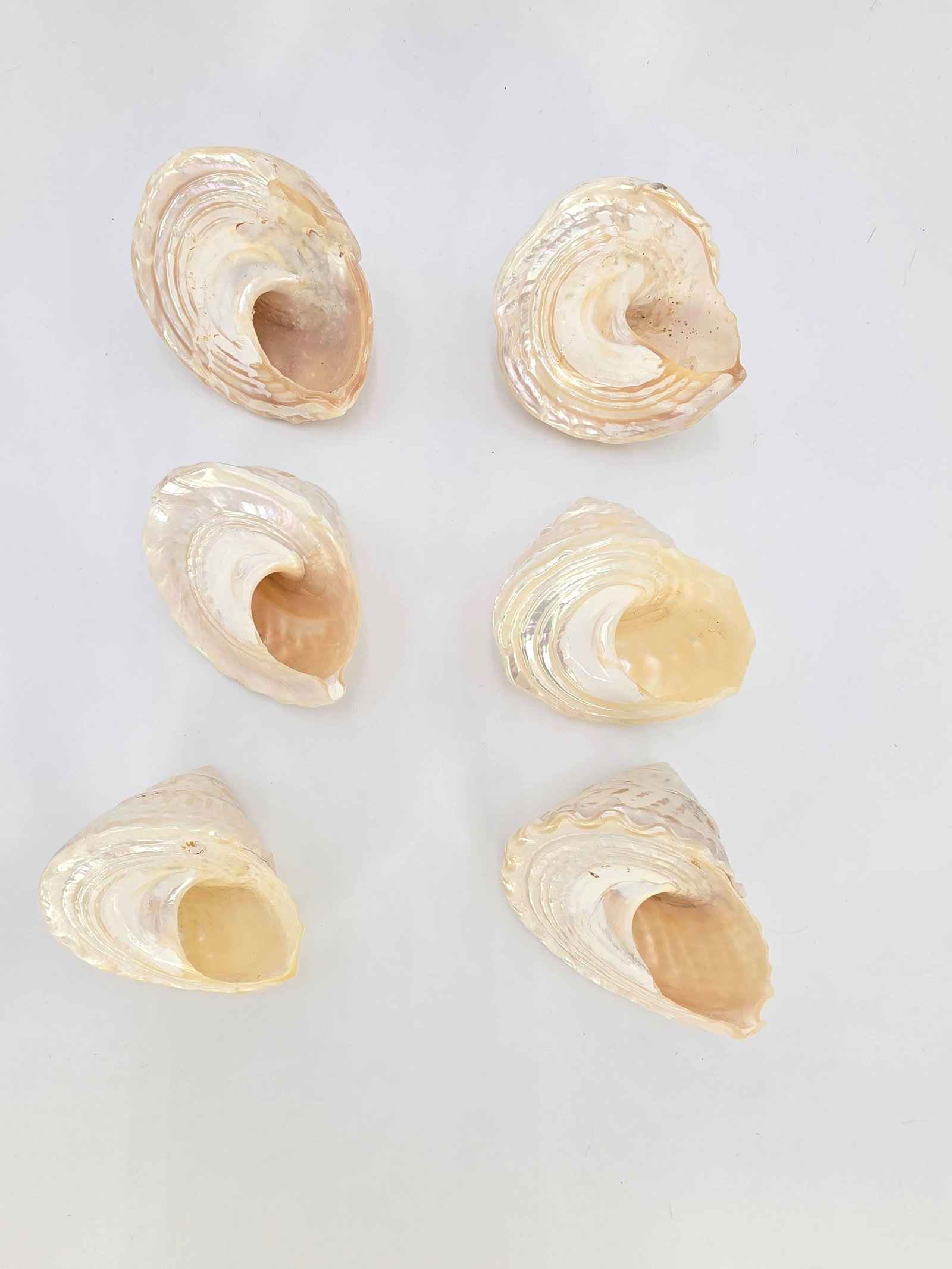 Assorted Seashells, INV. 862 - 5