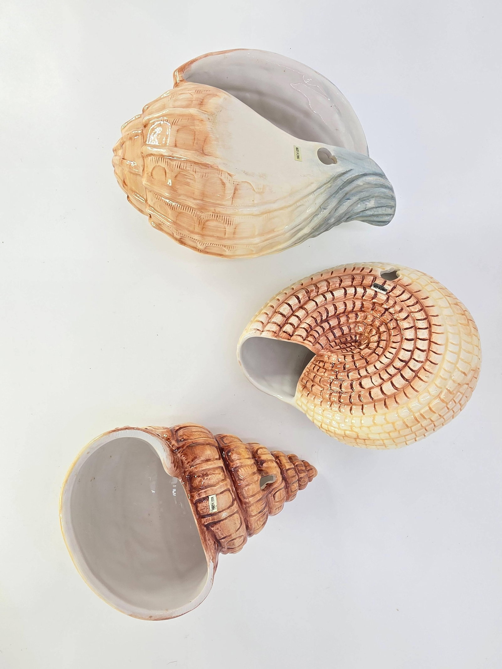 Assorted Seashells, INV. 366, 630 - 4