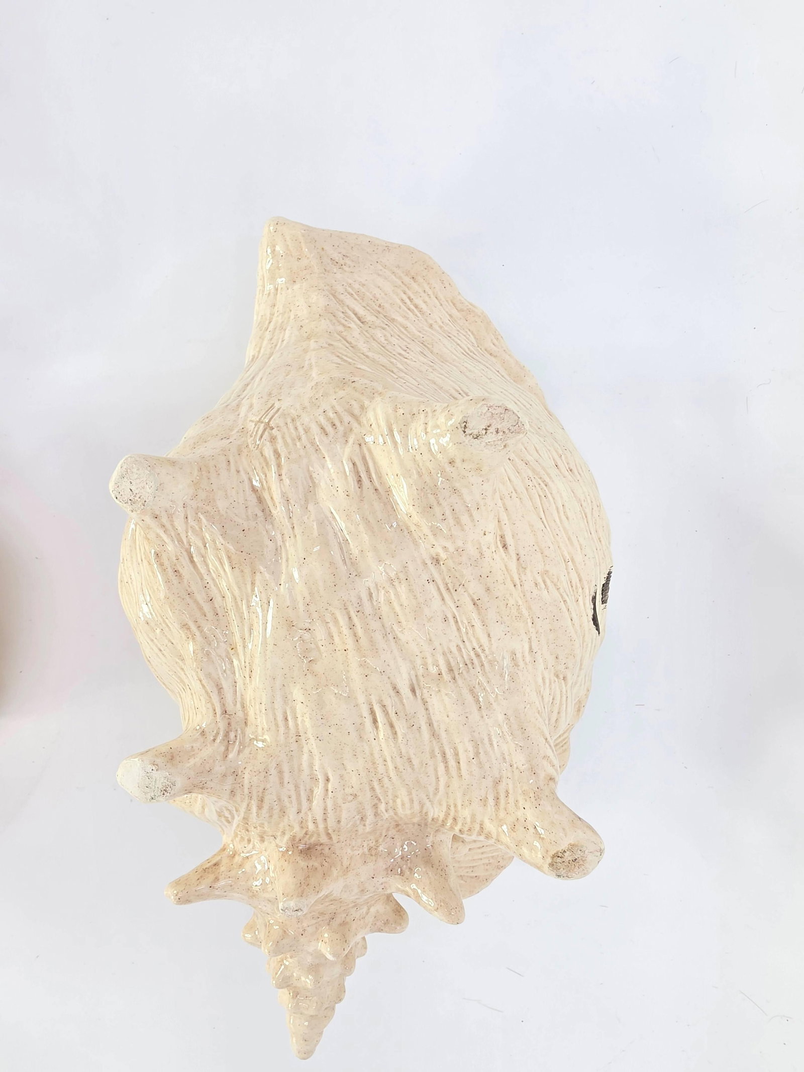 Assorted Seashells, INV. 366, 630 - 5