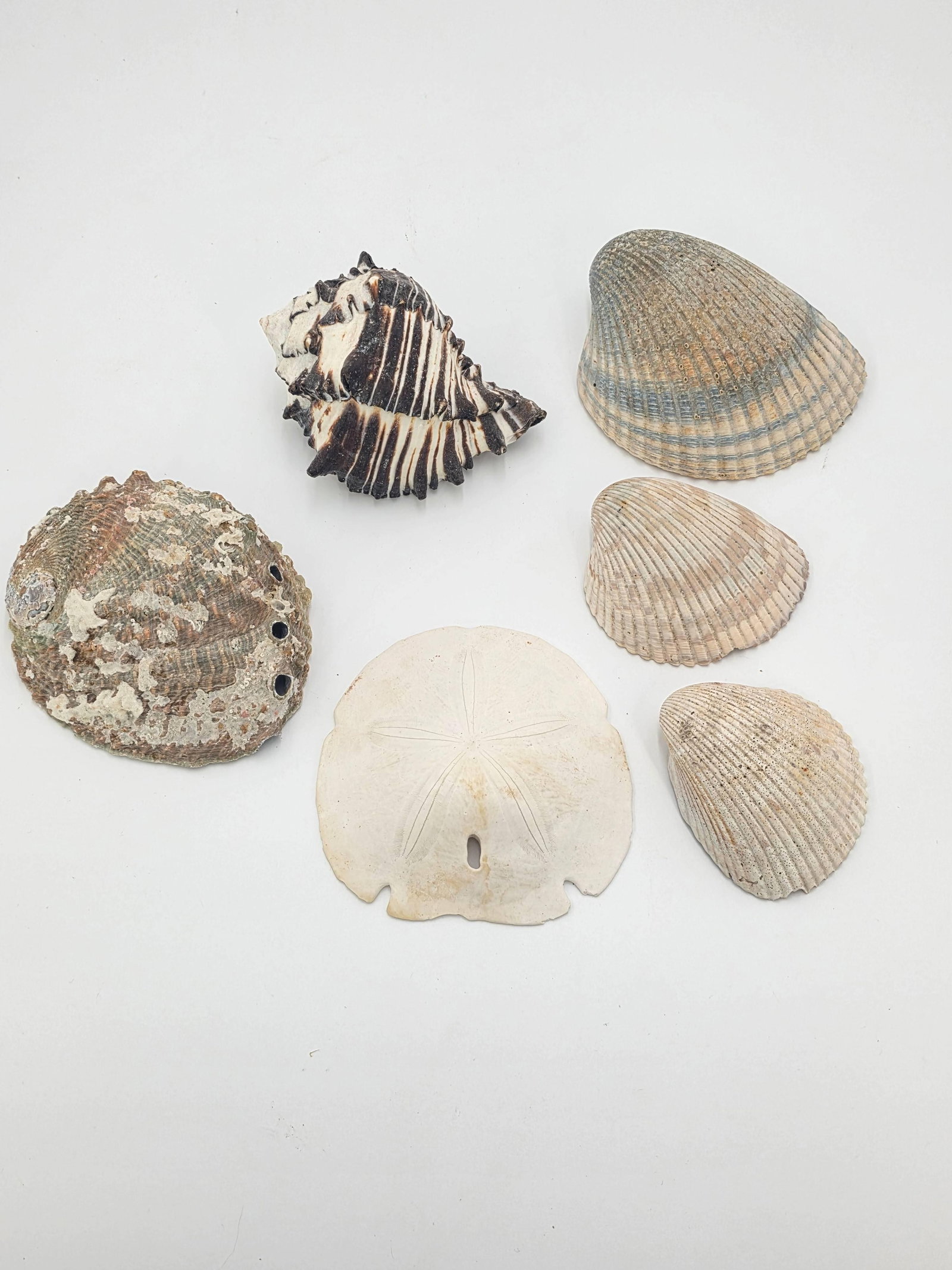 Assorted Seashells, INV. 629 (1 of 3)