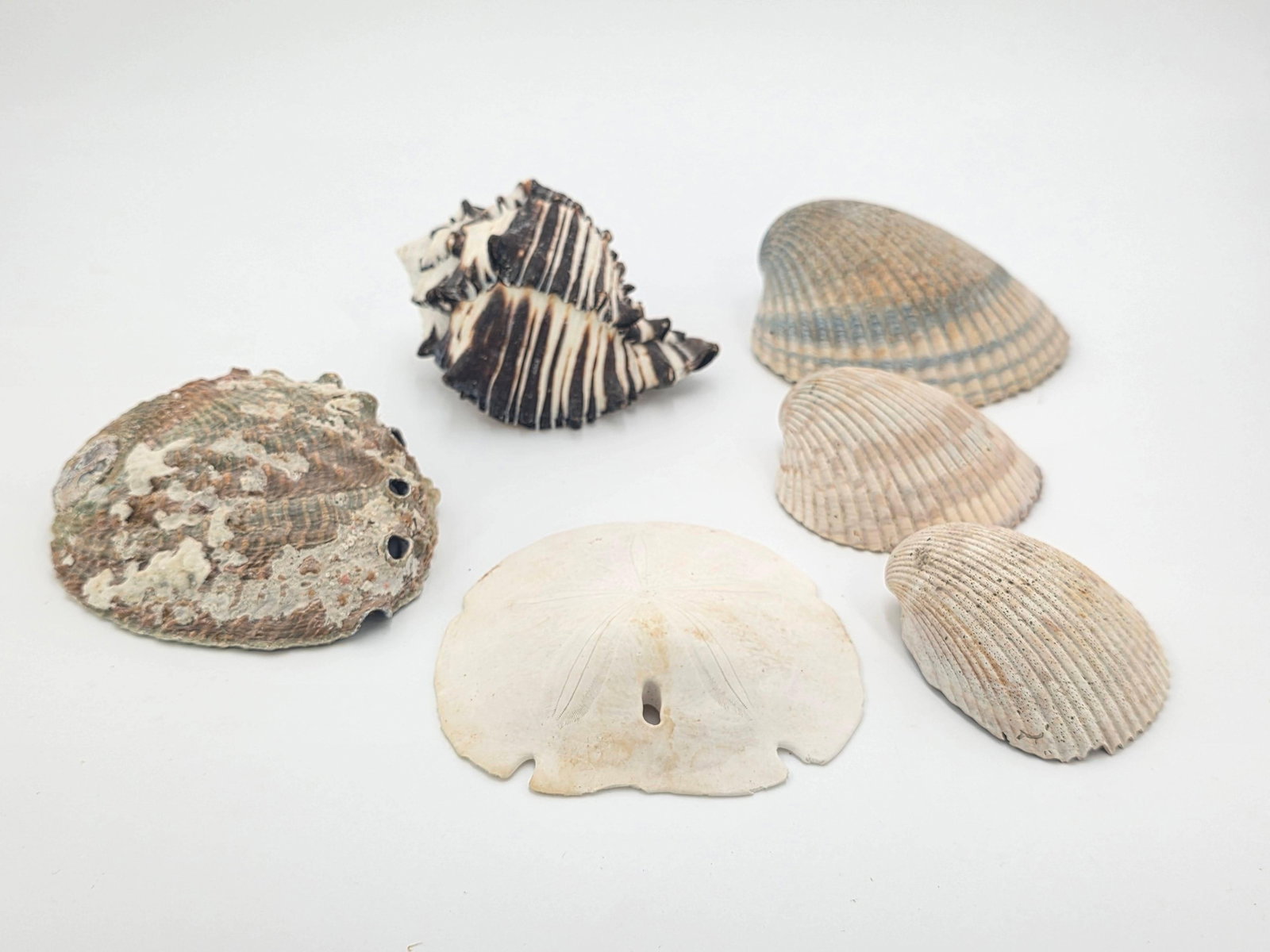 Assorted Seashells, INV. 629 - 2