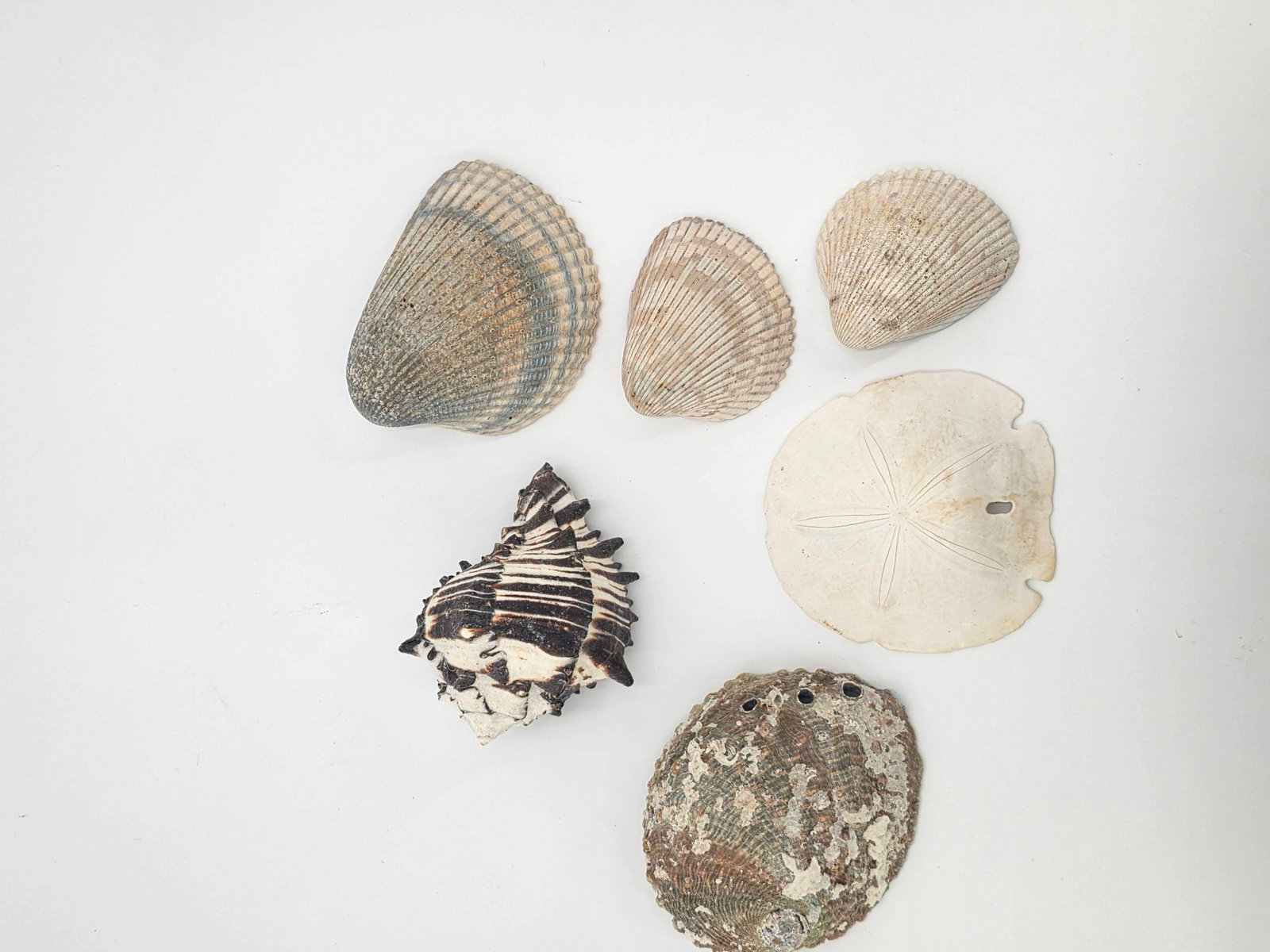 Assorted Seashells, INV. 629 - 3