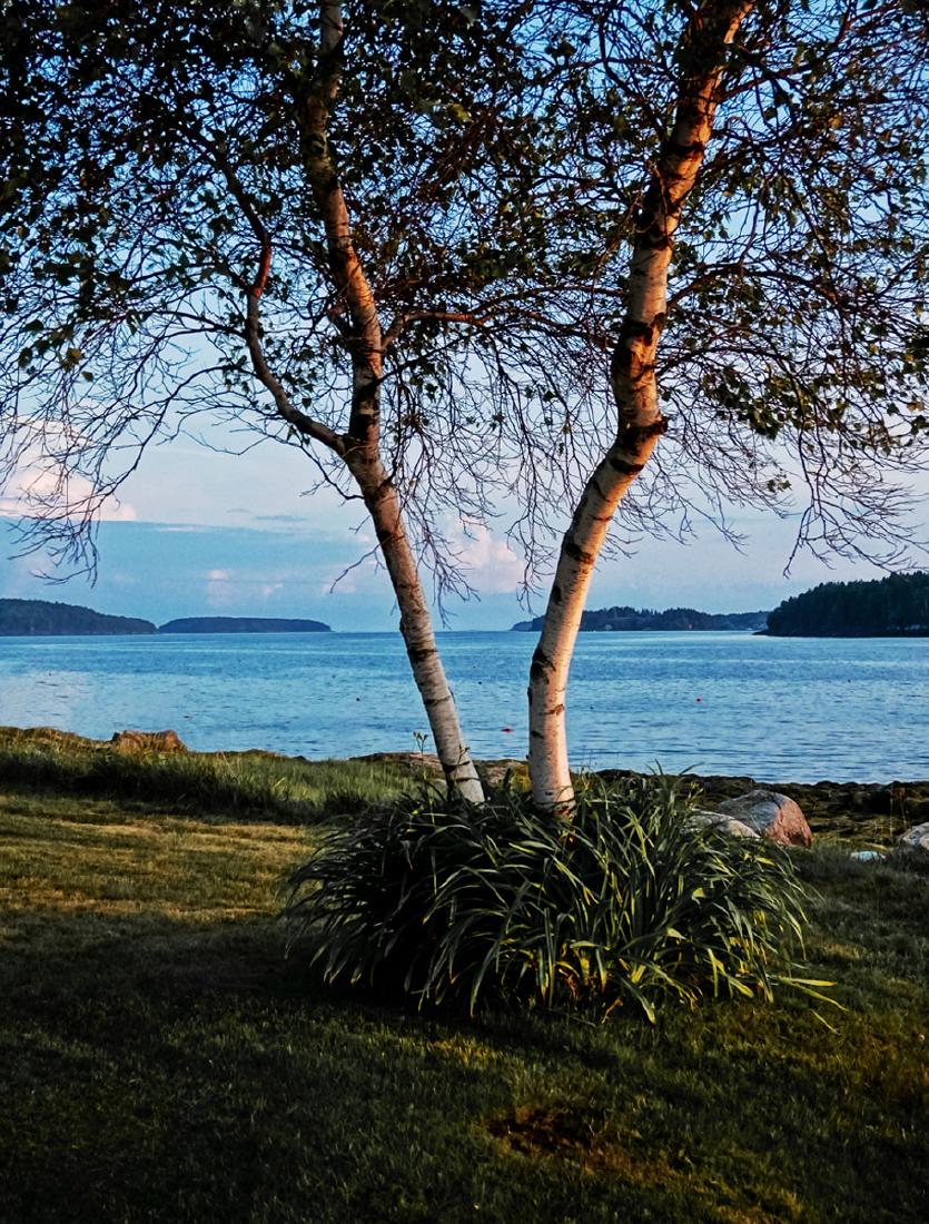 R. Andrew Hoff: Two Birches, Birch Point, Maine: 2018, archival pigment print, signed recto, Image size: 16"x12"; Sheet Size: 19"x13"