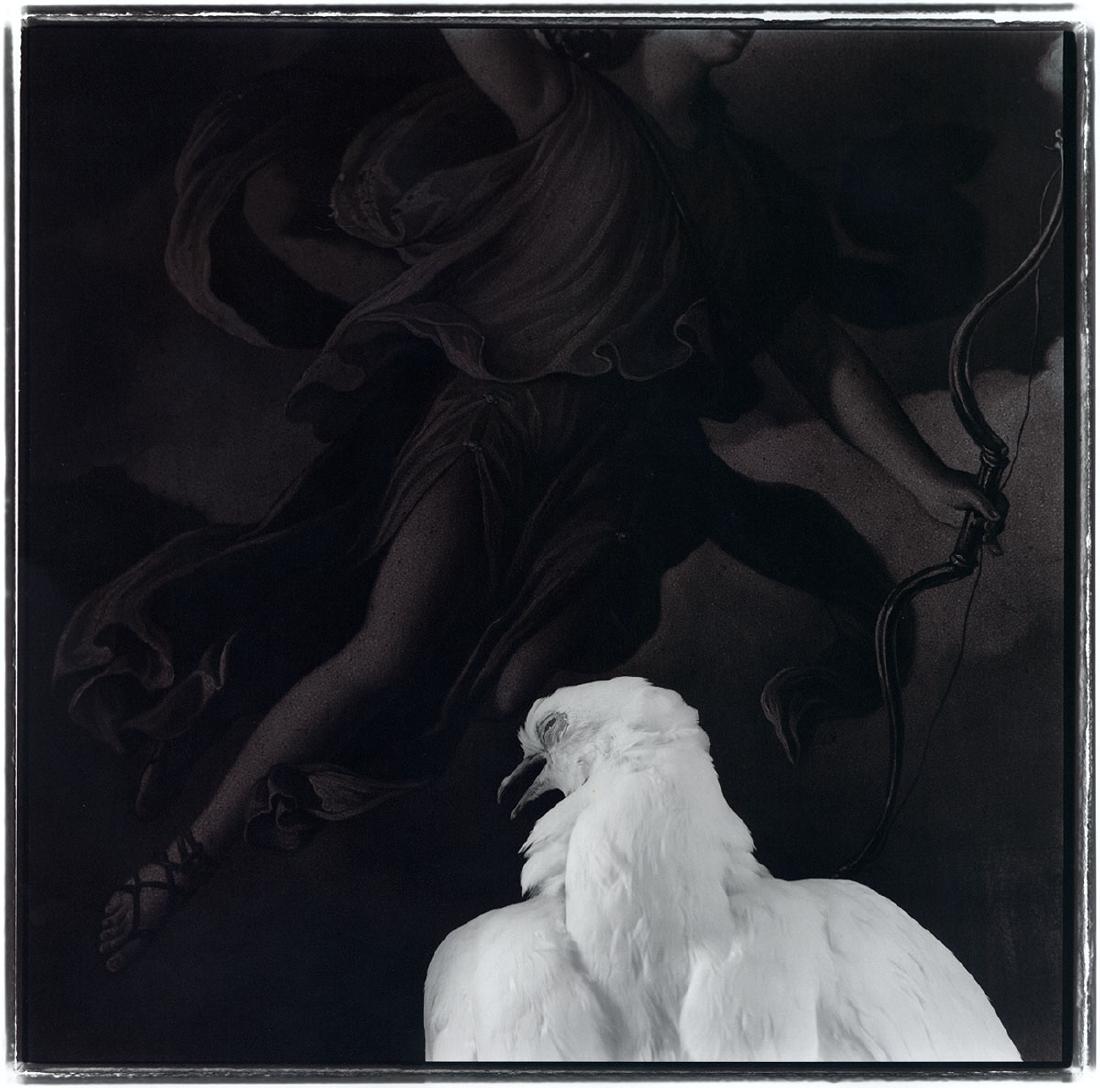 Keith Carter: White Bird: 1992, silver print, ed. 14/50, signed, titled, dated, and numbered verso, Image size: 15.375"x15.375"; Sheet Size: 20"x16"