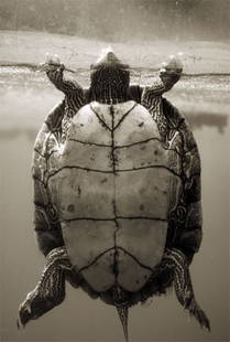 Henry Horenstein: Texas Map Turtle, Graptemys, c. 2000/2007, digital chromogenic print, signed verso, 20"x16".