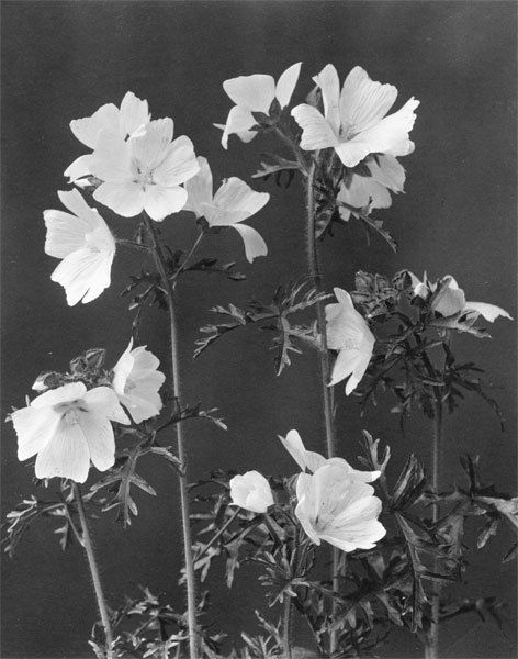 Edwin Hale Lincoln: Musk Mallow, plate 202, 1906, platinum print, 7.25"x9.25".
