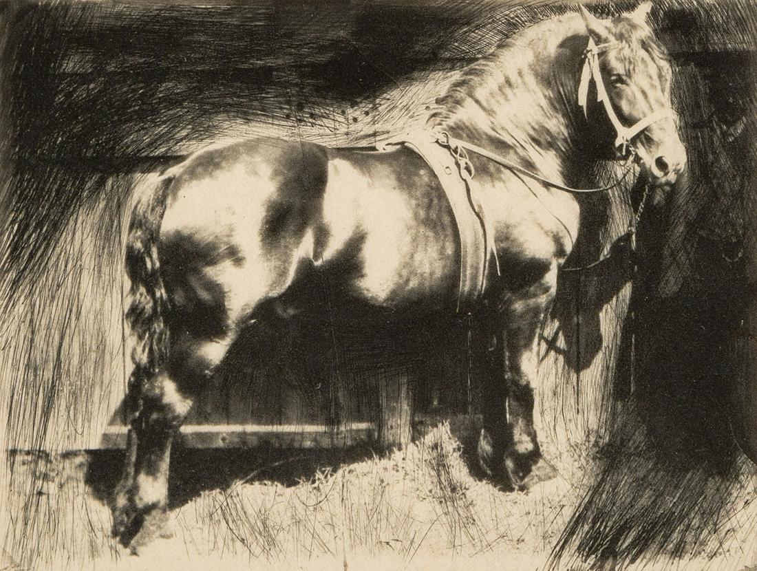Frank Eugene: Horse: Frank Eugene: Horse, c. 1900/1910, photogravure from Camera Work No. 30, April 1910, Image size: 3.5"x4.625"; Sheet Size: 11.875"x8.25".