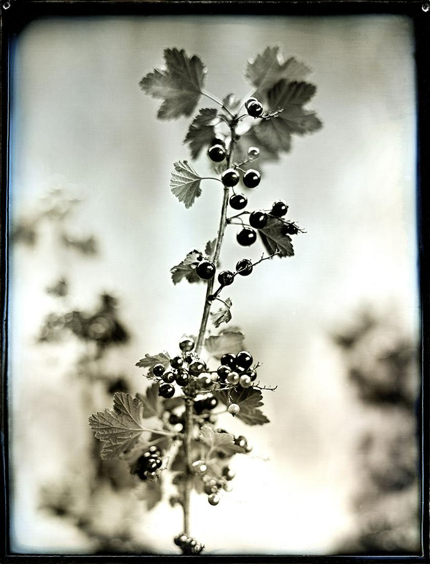 Jerry Spagnoli: Black Currants: Jerry Spagnoli: Black Currants, 2005, archival pigment print from daguerreotype original, signed verso, Image size: 13.5"x10.5"; Sheet Size: 17"x14".