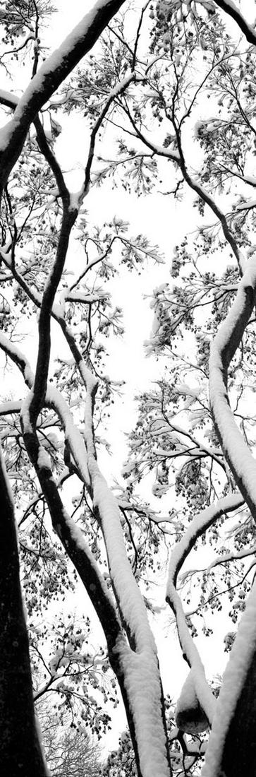 David Herr Orbock: Red Maple in Snow (1 of 1)