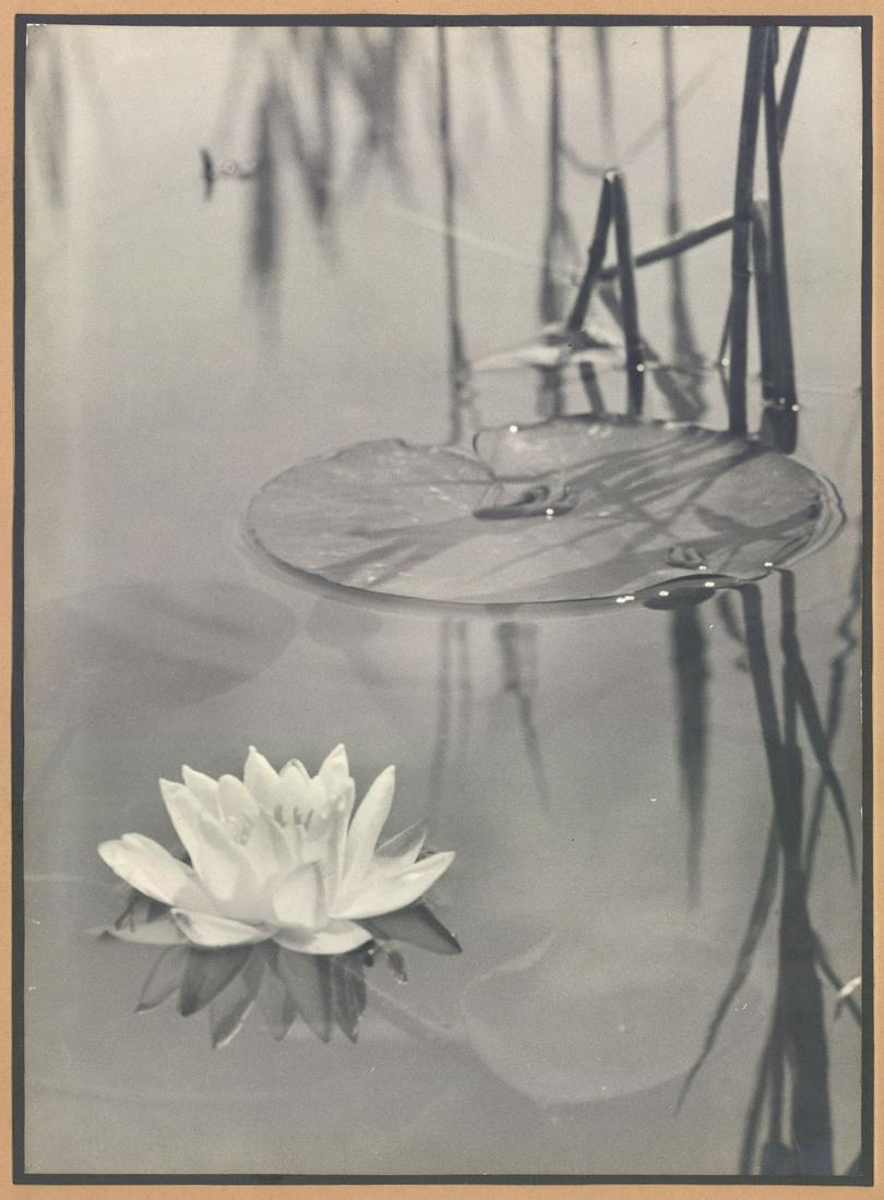 Unknown German Photographer: Water Lilies (1 of 1)
