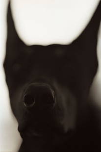 Henry Horenstein: Domestic Great Dane, Canis Lupis Familiaris, 1995-2001, chromogenic print, signed recto, 16"x20".