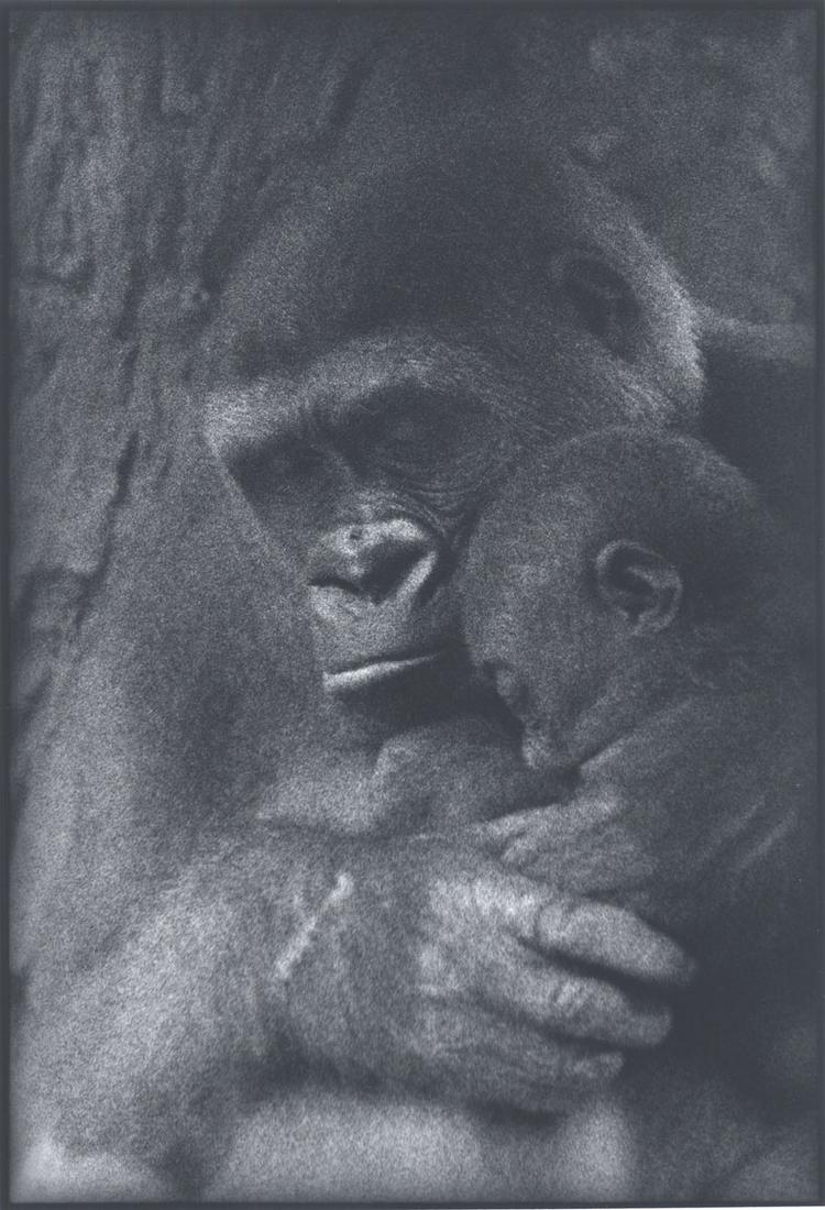 Sylvia Plachy: Gorilla Mother and Baby: Sylvia Plachy: Gorilla Mother and Baby, 2003, silver print, Image size: 12.5"x8.375"; Sheet Size: 14"x11" . Sylvia Plachy was a star photographer for the Village Voice for over 25 years. Her photograp