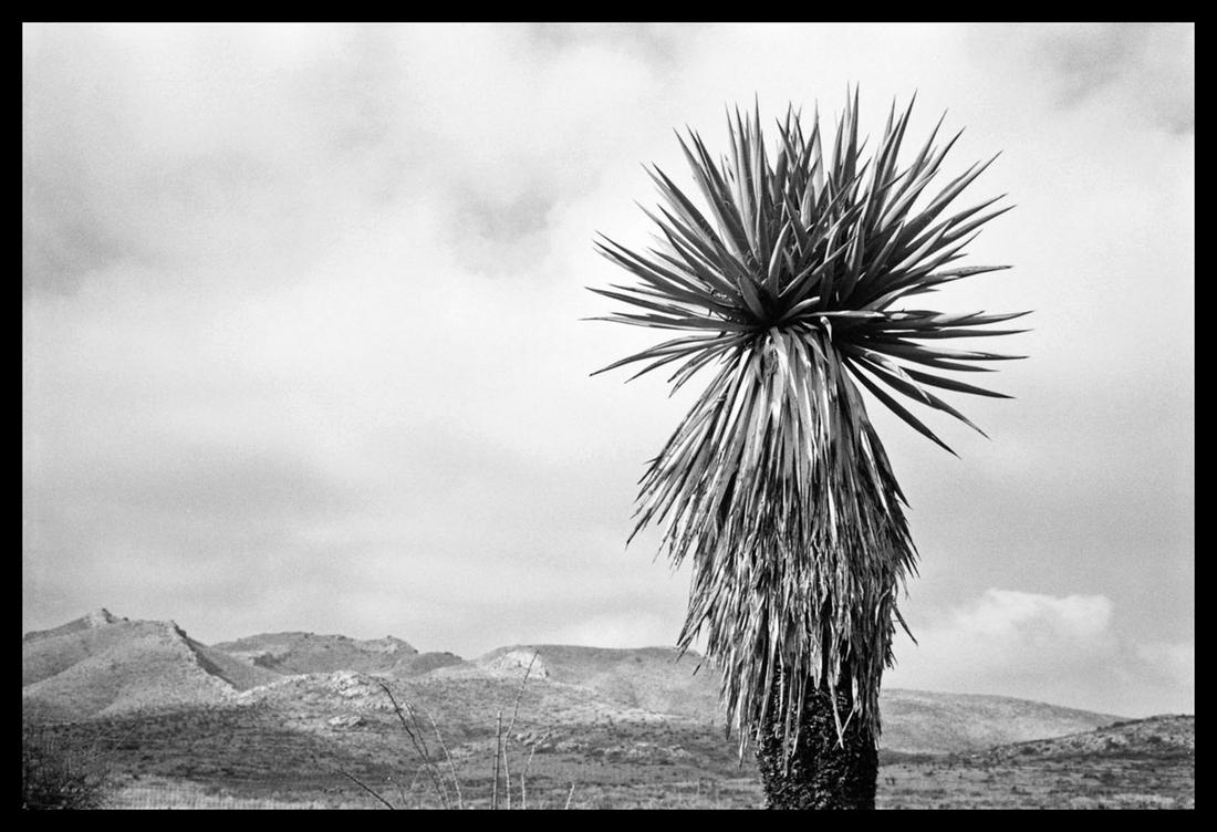 Rosemary Ranck:  Yucca, Big Bend (1 of 1)