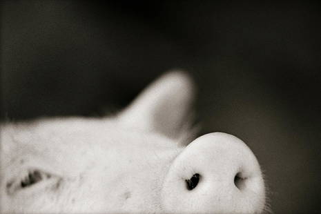 Henry Horenstein:  Pig Snout: Henry Horenstein: Pig Snout, 1995-2001/2022, archival pigment print, signed on verso, Image size: 13" x 19.5"; Sheet Size: 17" x 22". Animalia (1995-2001) published 2008