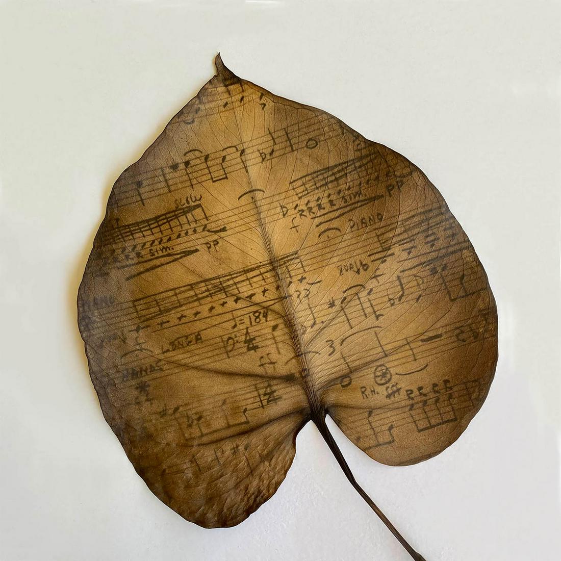 Laurie Beck-Peterson: Three Episodes for Timpani: Laurie Beck-Peterson: Three Episodes for Timpani, 2021, archival pigment print from a chlorophyll print, signed verso, Image size: 7.125" x 7.125"; Sheet Size: 16.125" x 15.25". The Photo Review Best 