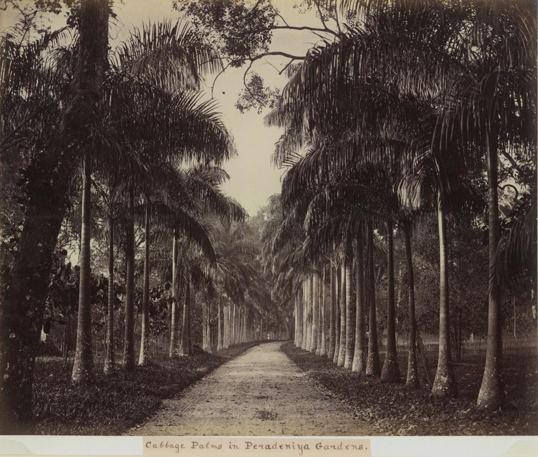 Charles Scowen:  View of a dirt pathway in the Royal Botanical Gardens in Peradeniya (Ceylon), lined (1 of 1)