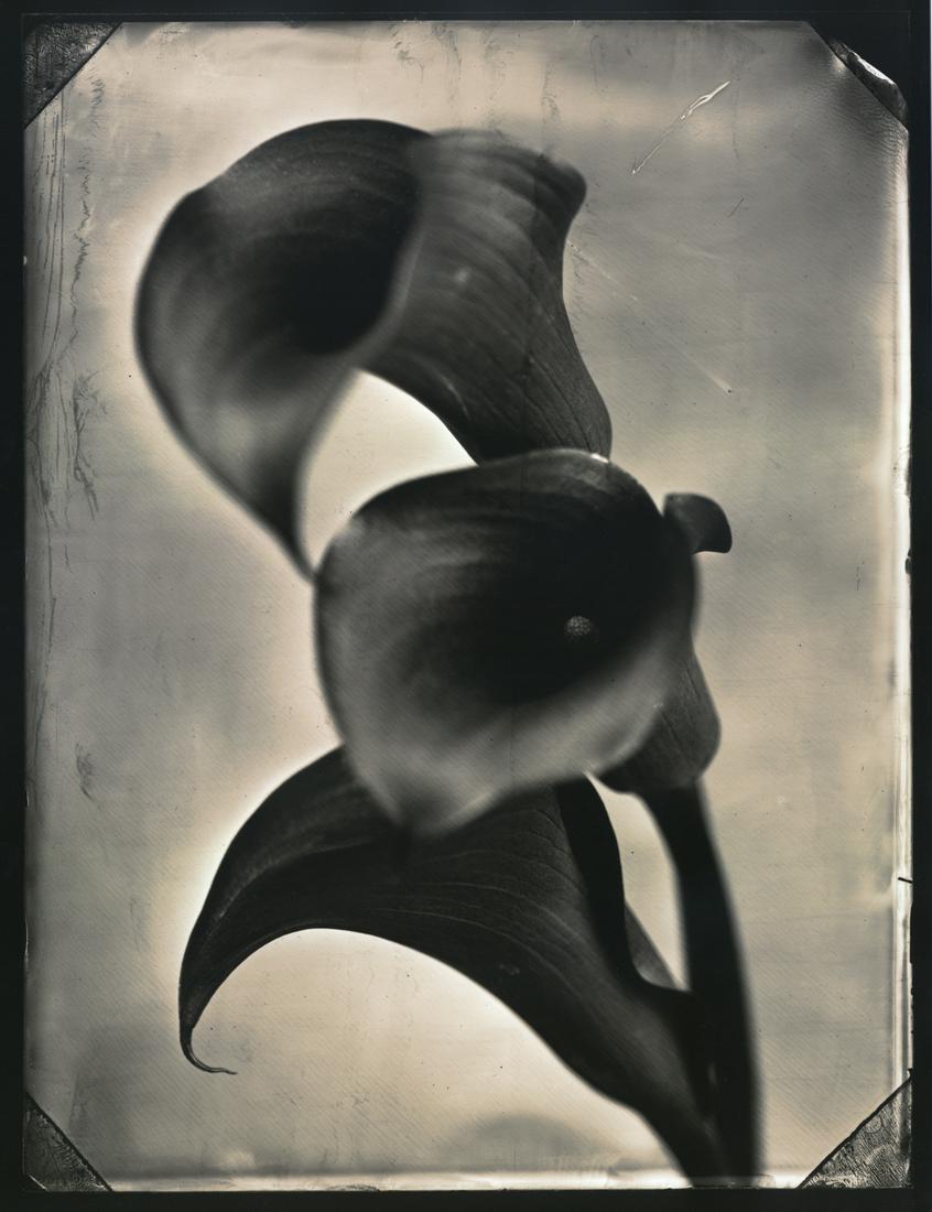 Tom Baril:  Three Calla Lilies (1 of 1)