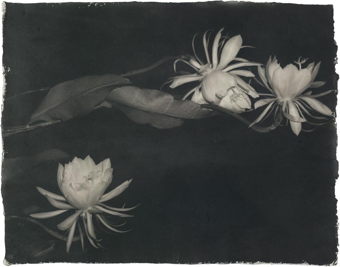Susan Abrams: Three Witches: Susan Abrams: Three Witches, 2009/2009, platinum/palladium print on paper handmade by the artist, 2/4, signed, dated, numbered on verso, Image size: 14.5" x 11.5"; Sheet Size: 14.5" x 11.5". Solo exhi