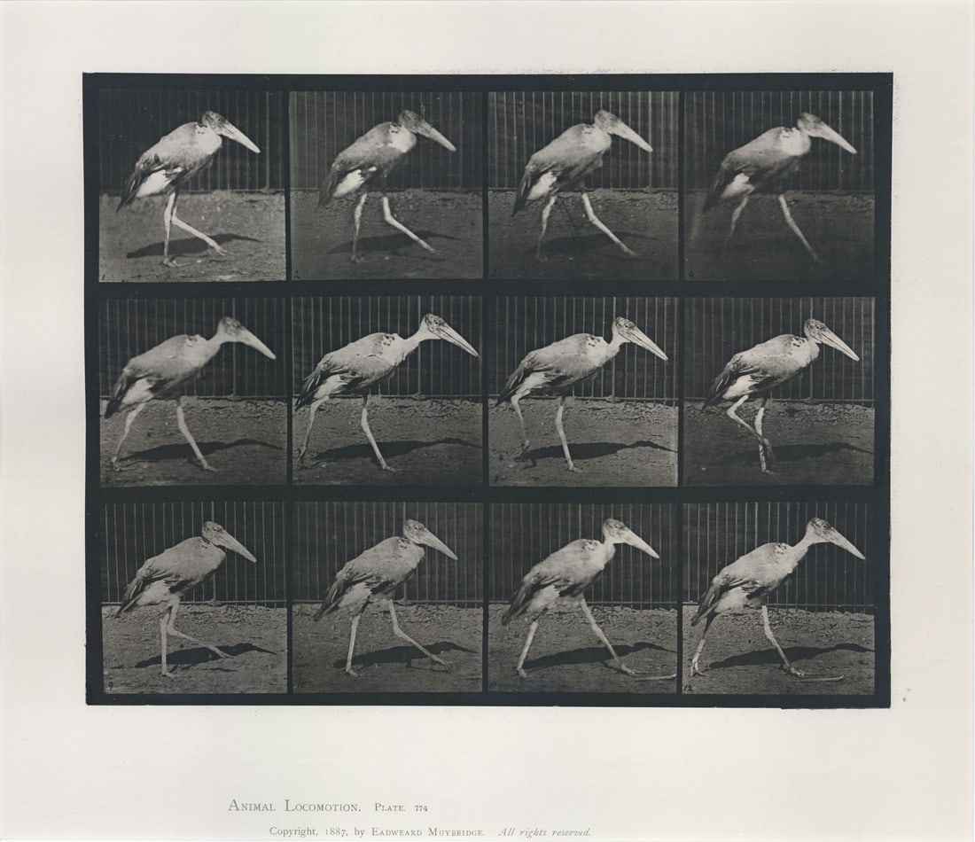 Eadweard Muybridge: Plate 774 from Animal Locomotion: Eadweard Muybridge: Plate 774 from Animal Locomotion, 1887, collotype, titled, dated, and numbered, Image size: 9.75" x 12.5"; Sheet Size: framed 19.5" x 27.5".