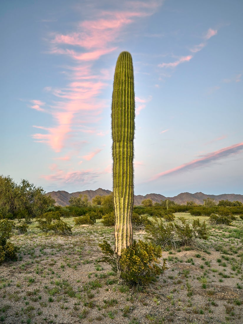 Mark Klett: Saguaro, solitary, young with red wavy clouds south of Phoenix: Mark Klett: Saguaro, solitary, young with red wavy clouds south of Phoenix, 2023, archival pigment print on Japanese tissue paper, ed. 20, signed and dated verso, Image size: 10.75" x 8.25"; Sheet Siz