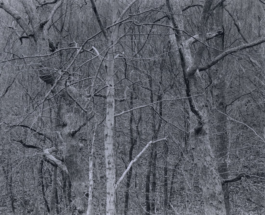 Charles Traub: Dancing Trees, Kentucky (1 of 1)