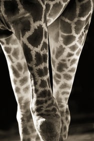 Henry Horenstein: Smoky Giraffe