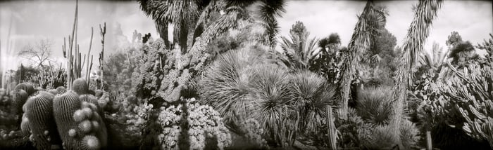 Christine Laptuta: #023, cactus garden