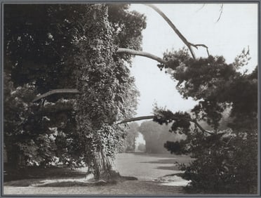 Frederic Boissonas (Geneve): Tree