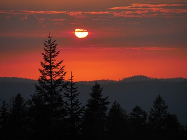 Alvin Gilens: Sequoia at Dusk