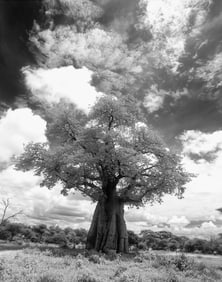 Ann Ginsburgh Hofkin: Botswana_04_7