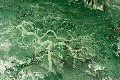 Ann Ginsburgh Hofkin: CA_21_0754.i