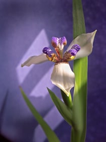 Walter Holt: Walking Iris