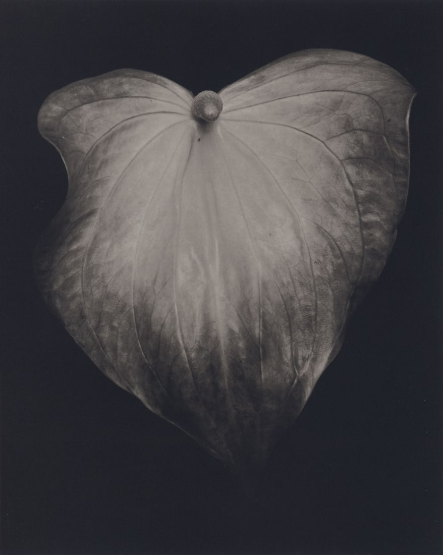 Sang-Kyun Kim: Anthirium: Sang-Kyun Kim: Anthirium, 1995, platinum print, ed. 1/30 & 5 APs reserved, signed and numbered recto, Image size: 10" x 8"; Sheet Size: 20" x 16".