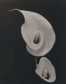 Sang-Kyun Kim: (Calla) Lilies