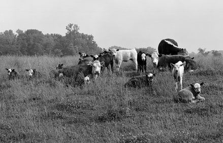 Brian Lav: Cow Family Portrait