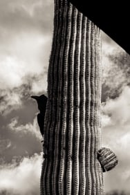 Joan Myers: Organ Pipe, AZ (Raven)