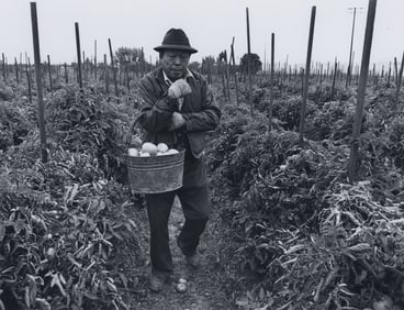 Bill Owens: Tomatoes, Brentwood, CA