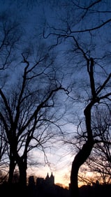 Amie Potsic: Enchanted Forest 3