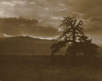 H. L. Standley: The Ponderosa Pine, Colorado, Pike's Peak in the Far Distance