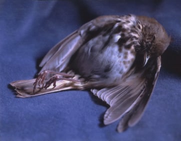 Tamara Staples: Sentimental Journey #8