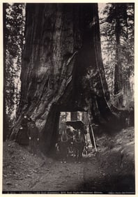 Isaiah West Taber: Wawona (Giant California Redwood)