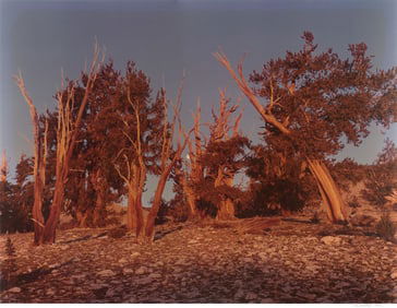 Cole Weston: Bristlecone Pine Forest
