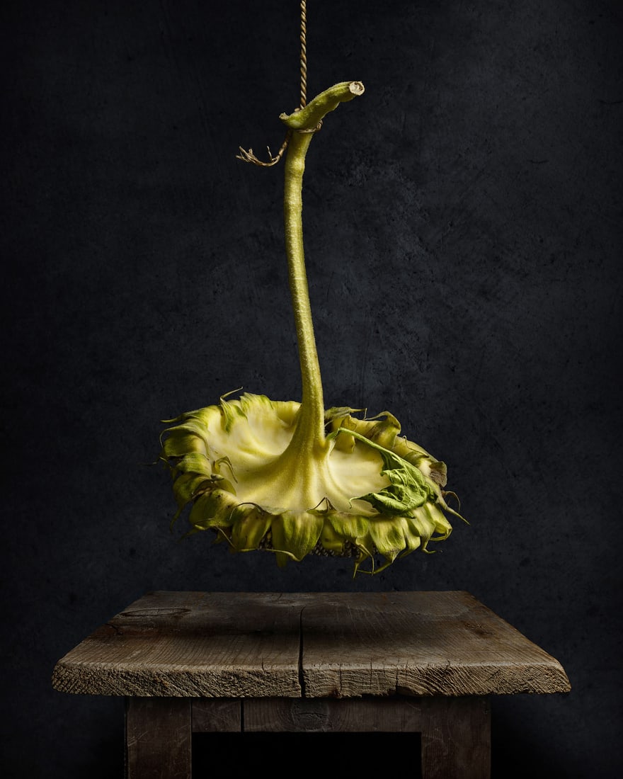 Harold Ross: Sunflower: Harold Ross: Sunflower, 2020, archival pigment print, ed. 10/20, signed, titled, and numbered recto, Image size: 12.5" x 9.5"; Sheet Size: 16" x 11".